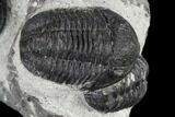 Two Detailed Gerastos Trilobite Fossils - Morocco #119013-2
